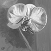 Phalaenopsis Orchid, Charcoal