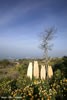 Fishy Tree, Point Loma